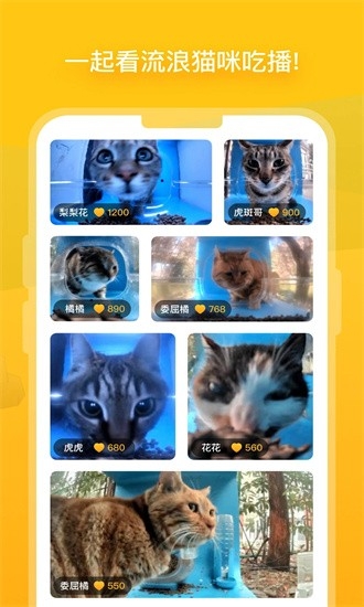 街猫最新版app截图