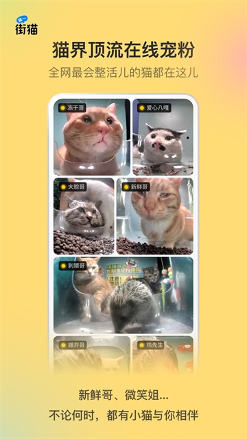 哈啰街猫app安卓版